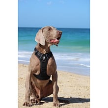 Ultimate Dog Harness